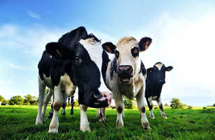 Vaches en Normandie