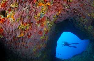 Voûte corallienne en Méditerranée