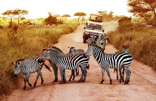Zèbres sur la route dans le parc national de Serengeti