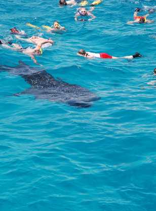 A la rencontre du plus grand poisson des océans : le placide requin baleine