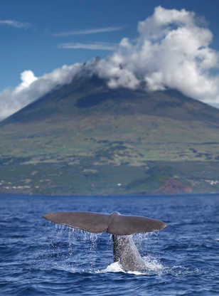 Cachalot devant le volcan Pico