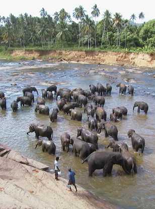 Elephants à Pinnawela