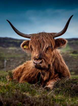 Highland - faune écossaise