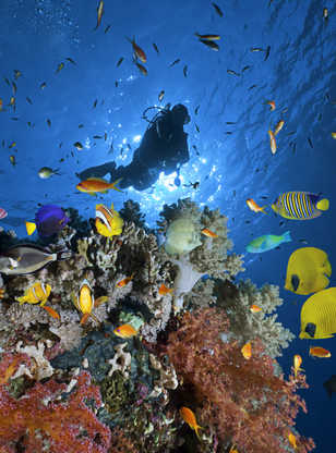 Plongeur au milieu de poissons et corail de la mer Rouge