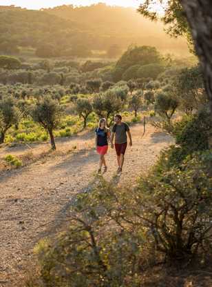 Randonneurs dans les champs d'oliviers