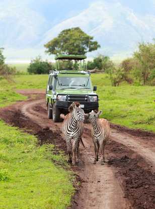 Rencontre avec des zèbres en safari