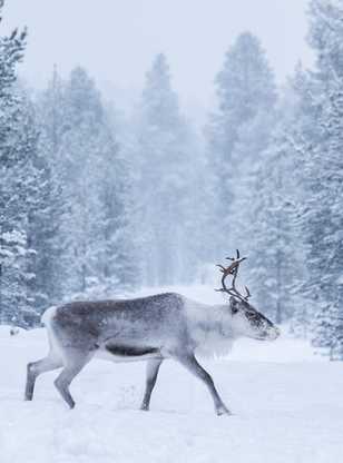 Renne sauvage en Laponie l'hiver, Finlande
