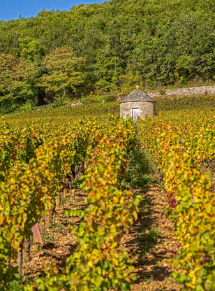 Petit maison en pierre entre les vignes en automne