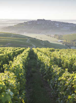 Vignobles entourant le village de Sancerre
