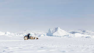 Chien de traineau au Groenland