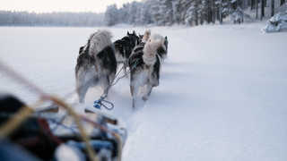 Chien de traineau en Laponie l'hiver