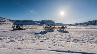 Chien de traineau Inuit Groenland