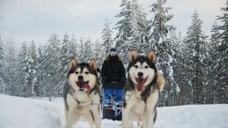 Chien de traineau sur notre base à Hossa en Finlande