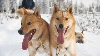 Chiens de traineau Finlande Hossa