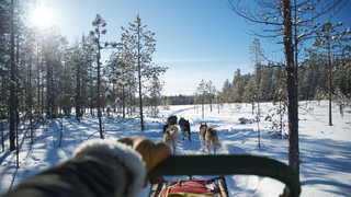 Chiens de traineau Finlande Hossa