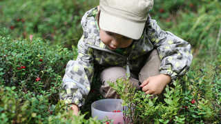 Enfant cueillant des baies sauvages en Finlande