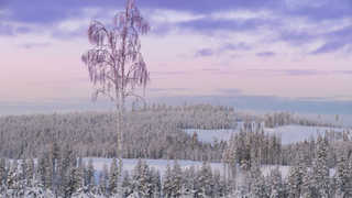 Kangasvaara, taiga sous la neige en Laponie finlandaise