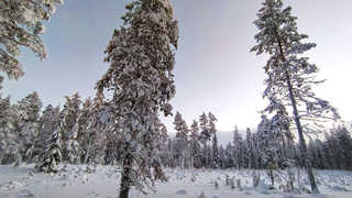 Paysage de Finlande l'hiver en décembre