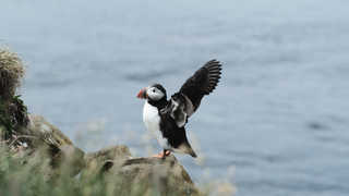 Macareux en Islande, en envol