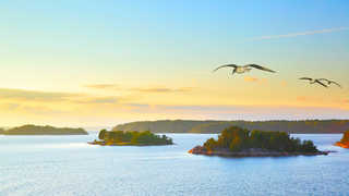 Mouettes volant au-dessus des îles de l'archipel de Stockholm
