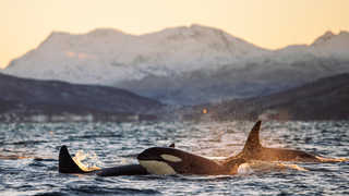 Orques durant un safari baleines en Norvège près de Tromso