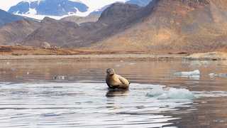 Phoque en baie du roi au Spitzberg, Svalbard