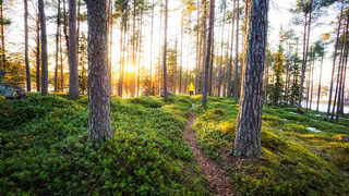 randonnée dans les forêts de Finlande lété