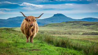 Vache Highland en Ecosse