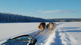 Voyage en chien de traineau en Finlande