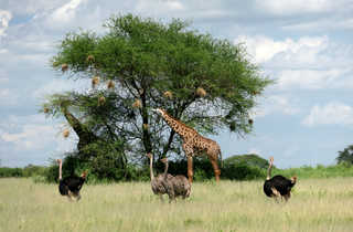 Autruches et girafes lors d'un safari au Serengeti