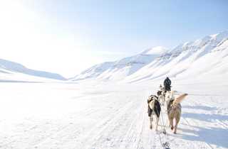 Chiens de traîneau au Spitzberg