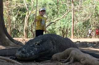 Dragon du Komodo en Indonésie © Martin Laprade Alexandra Dragon du Komodo en Indonésie
