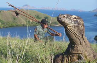 Dragon et Ranger dans le Parc National de Komodo, Flores, Indonésie