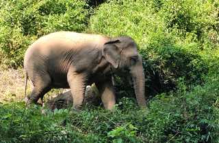 Éléphant du Mekong elephant park, l'association de Pak Bang au Laos