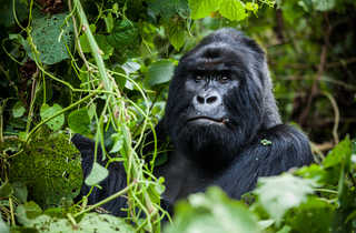 Gorille dans la forêt en Ouganda