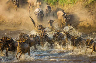 La fameuse traversée de la Rivière Mara par les gnous entre Tanzanie et Kenya