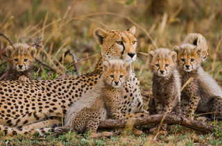 Les guépards en famille en Tanzanie