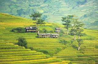 Les rizières en terrasses du nord Vietnam - © pixabay Les rizières en terrasses du nord Vietnam