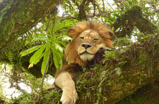 Lion flegmatique sur son arbre dans le Ngorongoro