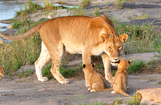 Lionne et ses lionceaux dans le parc du NGorongoro en Tanzanie