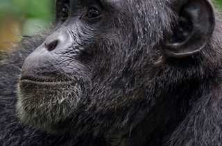 Observation des chimpanzés dans la forêt de Kibale © Brewer Bob Observation des chimpanzés dans la forêt de Kibale
