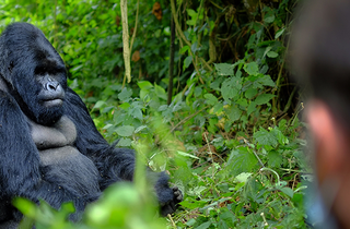 Observation d'un gorille en Ouganda
