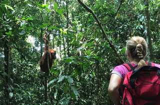 Orang-outan dans le parc de Gunung Leuser - © R. Gigih Voyageuse et orang-outan dans le parc de Gunung Leuser, Sumatra, Indonésie