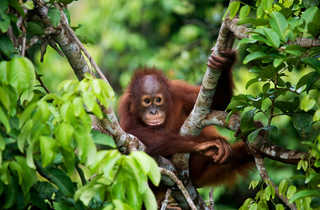 Orangs outans de Sumatra