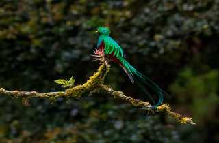 Quetzal resplendissant - Costa Rica - © XDR Quetzal resplendissant - Costa Rica