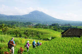 Randonneurs dans les rizières - © M. Riri Randonneurs dans les rizières de Jatiluwih, Bali, Indonésie