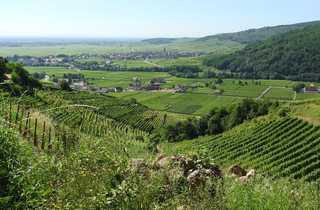 Vignobles d'Alsace