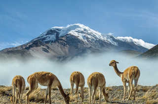 Vigognes au pied du volcan Chimborazo en Equateur