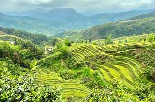 vue sur des rizières en terrasse au Vietnam