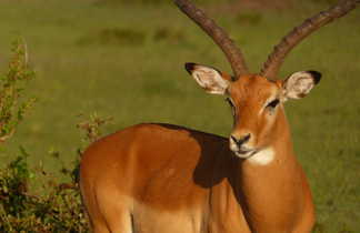 Antilope au Kenya